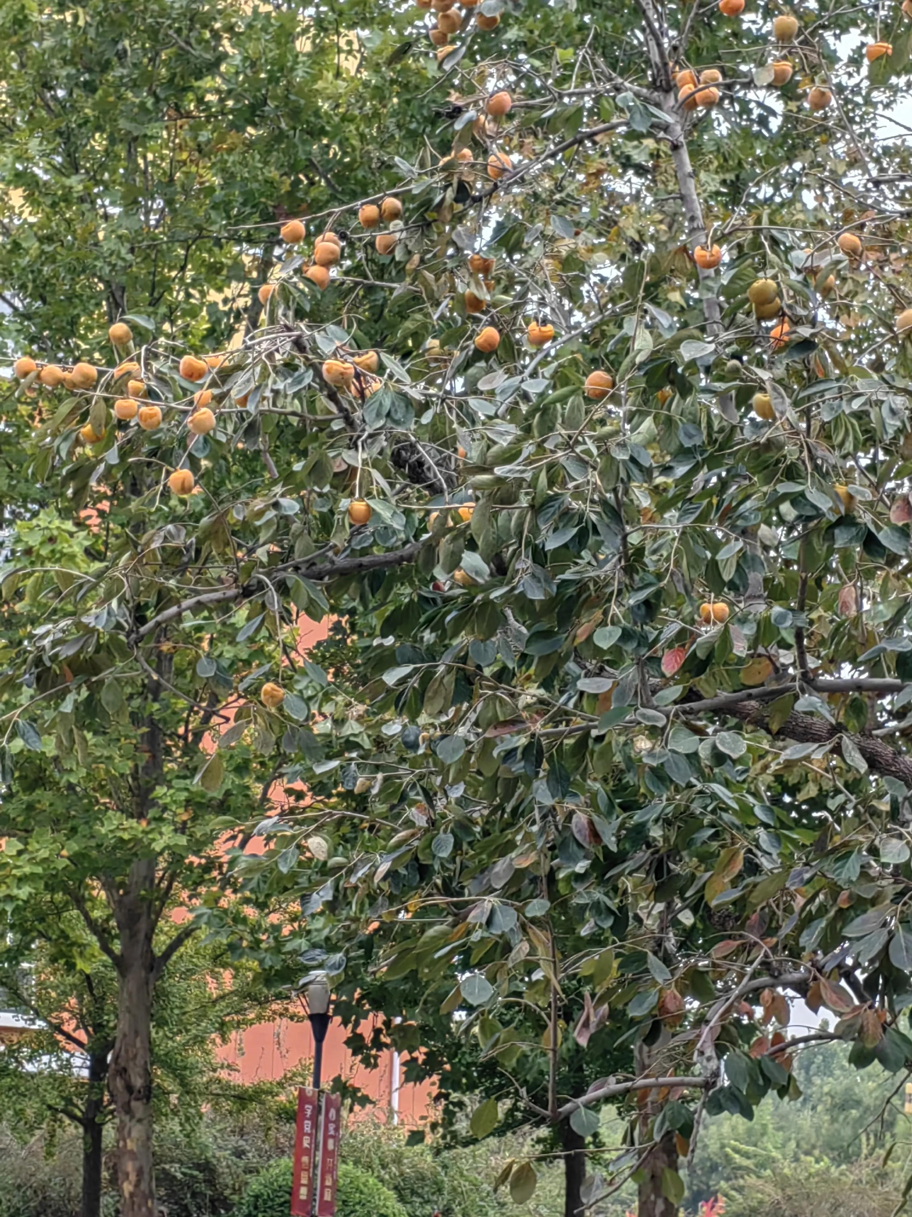 历史长河中的现代魅力，沧州，古今交融之城